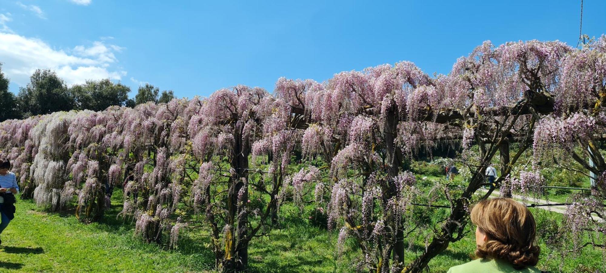 Agriturismo Buonasera Bagnoregio Dış mekan fotoğraf